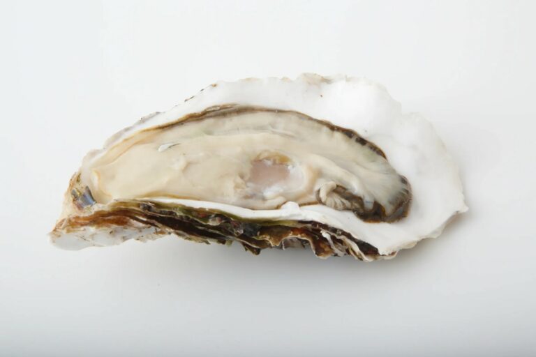 Image of raw oysters from Japan